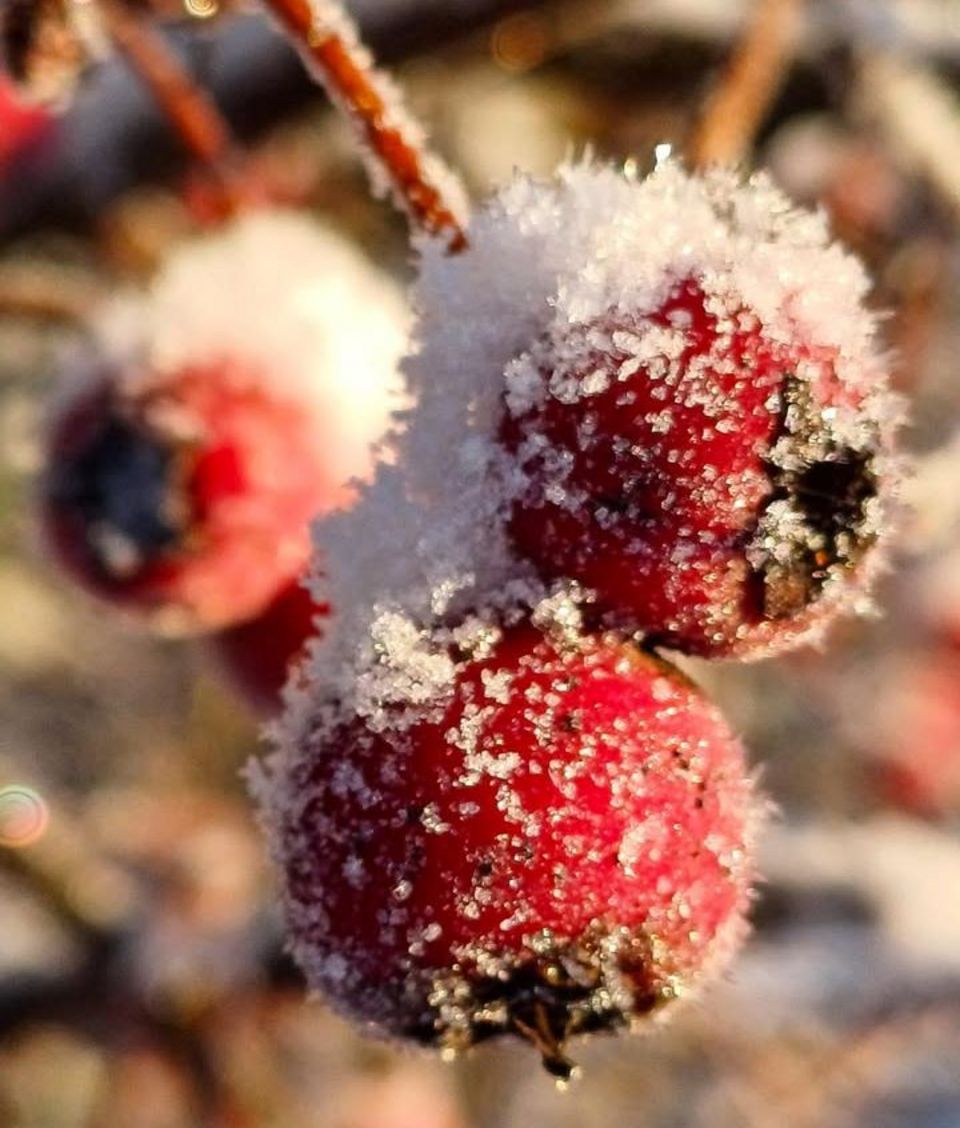 Schnee und Frost auf roter Frucht einer Pflanze